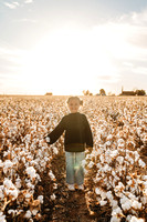 bergen family cotton