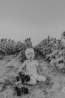 Martens family sunflowers