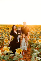 Liz cole sunflower